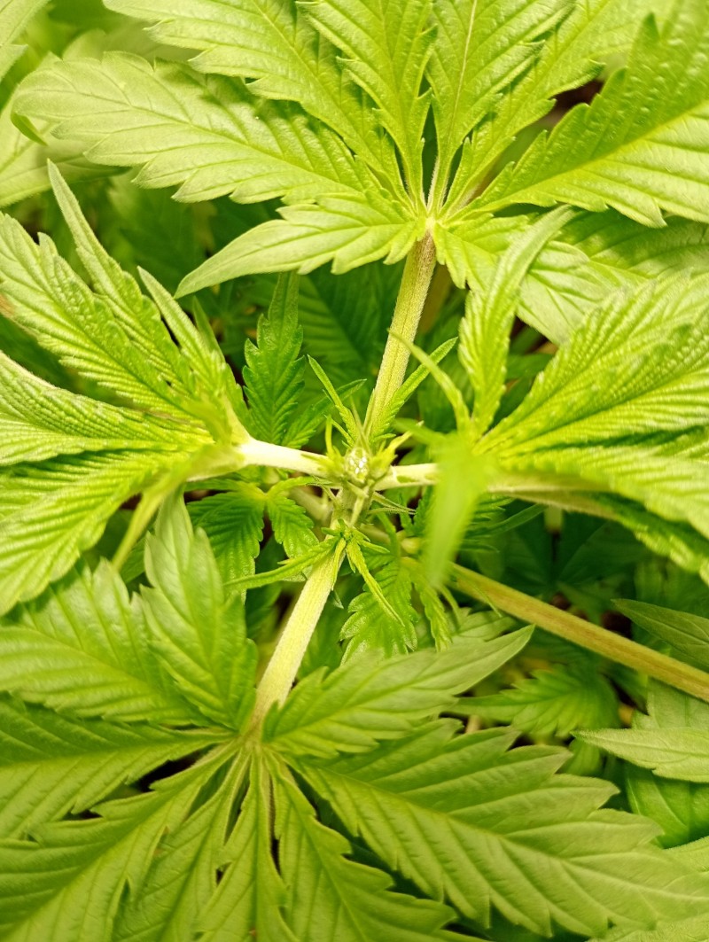 Getopt OBG kush