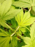 Getopt killer kush 1