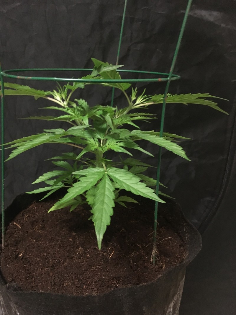 BBC85059-C8BC-4D4E-B0E5-DE111AB1D6E5