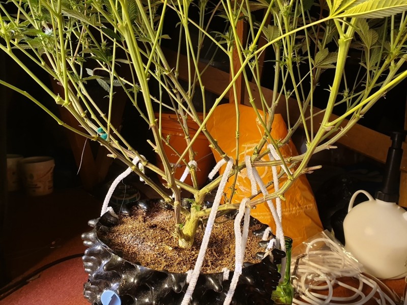 lollipopping cannabis plant