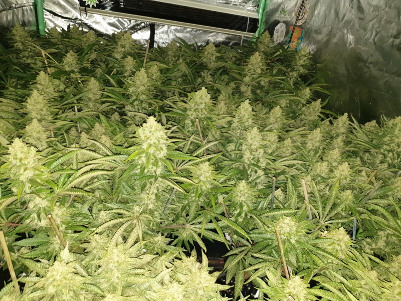 Chiesel Grow Diary