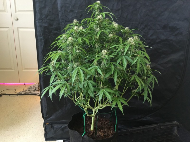 Fruitcake auto