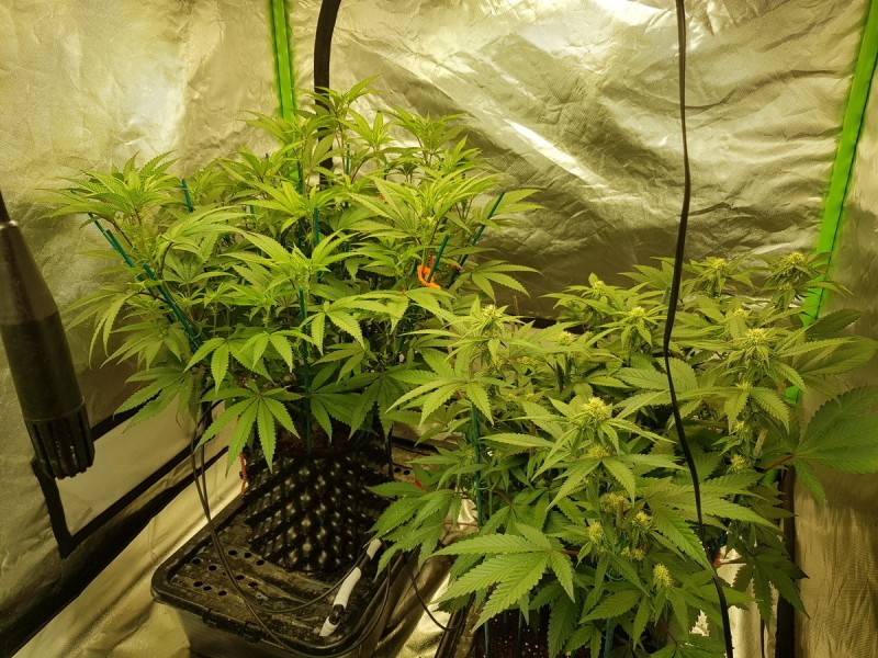 Legendary punch 11 days and 21 days flower