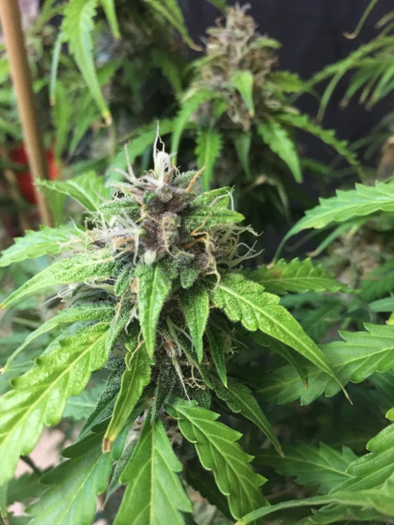 6305F850-838D-4CEE-801D-D321EE484872