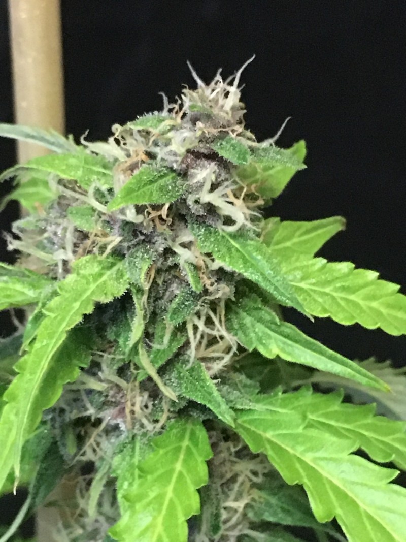 9F6132CC-BB61-4BA1-B91F-12FCECE340DA