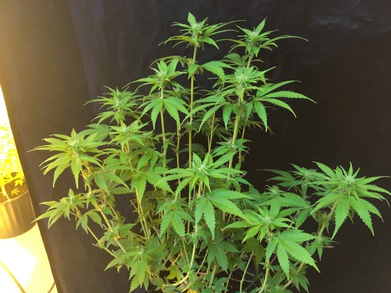 944E12D1-B7ED-4B64-A1F4-55B542F55710