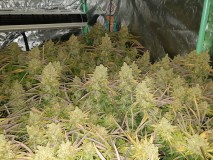Chiesel Grow Diary