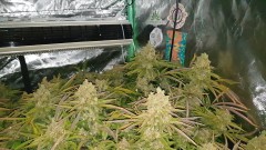 Chiesel Grow Diary