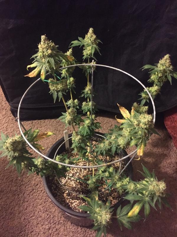 0_A8_ACBB3-_AD57-406_A-8_DB4-304_D346_D131_E