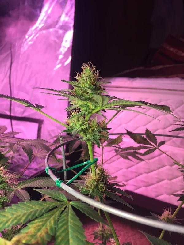 0_E1_A8590-700_D-4_C83-911_F-04_D86966_E4_F2