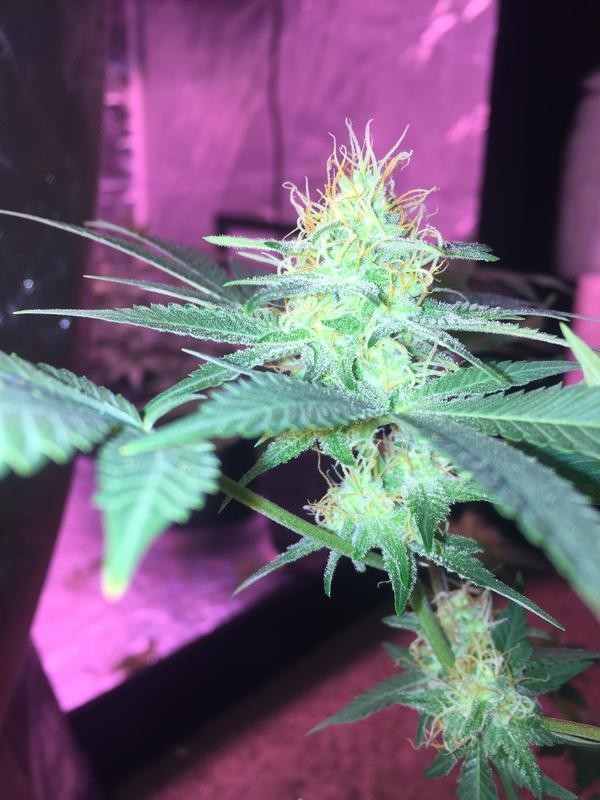 3_A0_DD3_DC-_D5_F8-43_BB-8762-_E75511027374