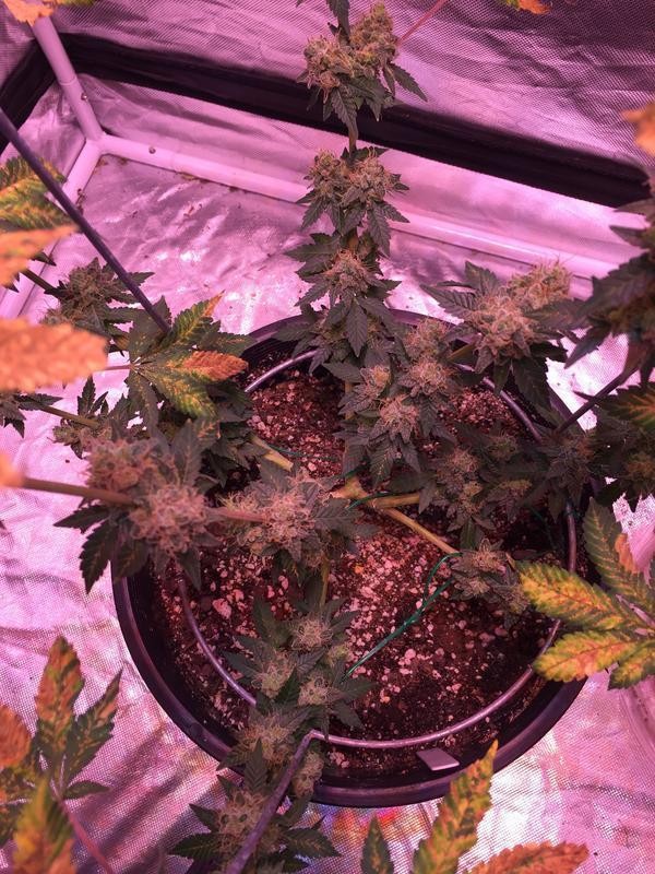 4_C8_AF7_D4-_C5_C5-46_A7-_B0_F6-_F0_DB61_A99_A3_D