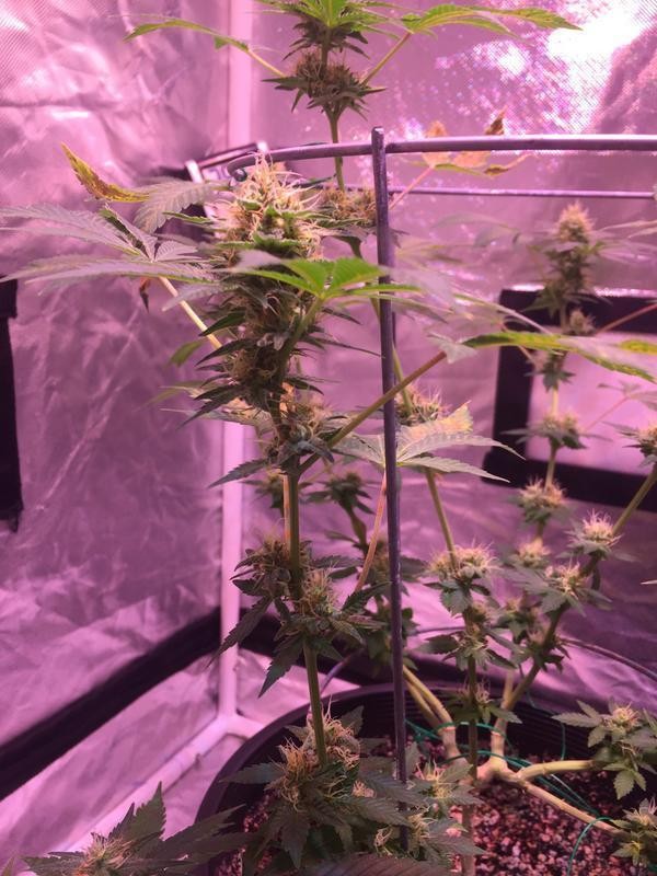 5_B0_AB421-_FCB9-48_E7-976_A-65_E8_E78234_DB