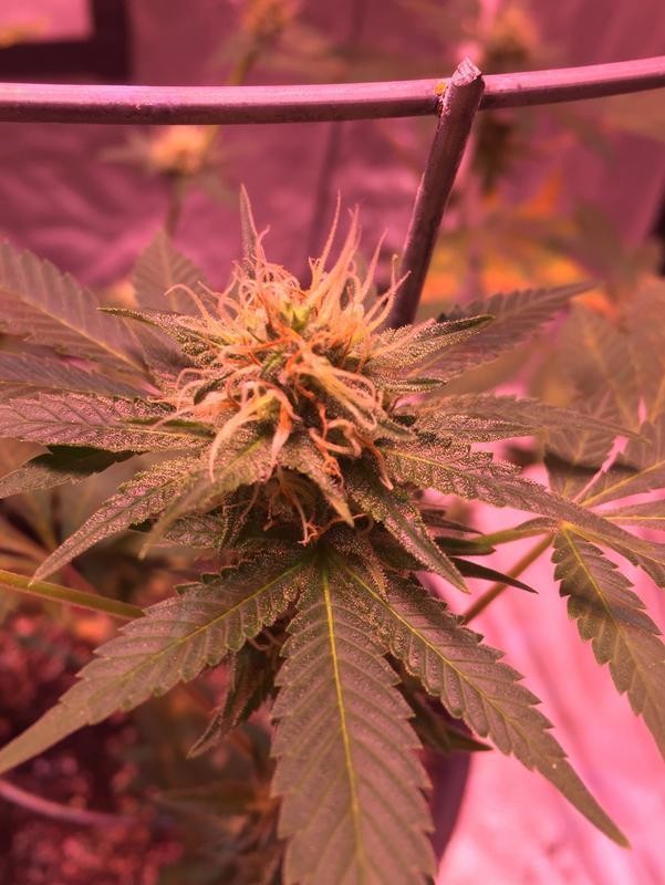 8_ADF291_C-3_B0_F-4_C28-_A0_D8-_D00_D5_B96_A2_F3