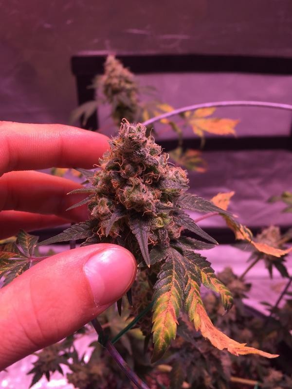 41296_EB1-_A337-48_B0-_A0_ED-_B34035_E40_A86