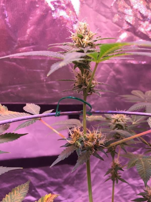 84122_AA4-70_A0-4432-9_F0_A-_EC0_E2_EF69589