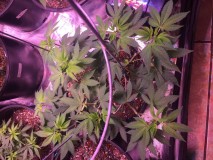 96234099-6083-44_B4-_B606-7_A92_D787_CADC