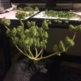 AA9_EC465-9557-4_D7_D-_A754-3747_DCE1_CC3_B