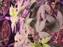 B0_DDDA66-83_AA-4906-8_E16-790_F4_B88_D69_B