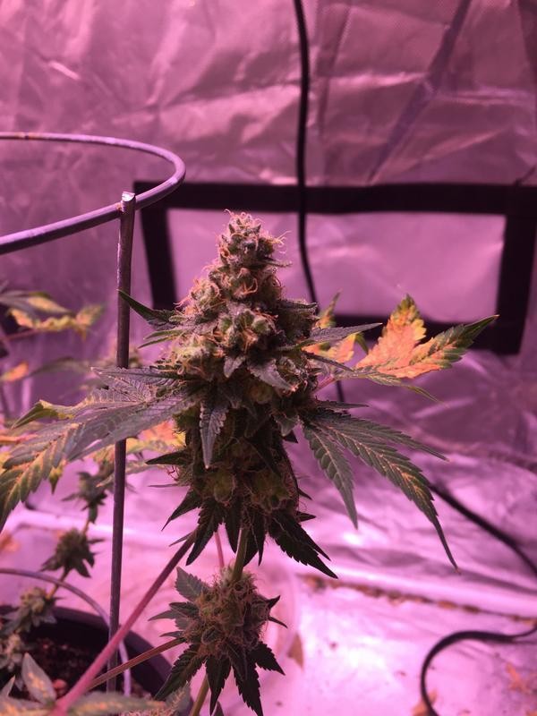 BFB86_E8_C-_D8_AA-4_FC9-_BDB2-8_A9370_DD8_E1_E