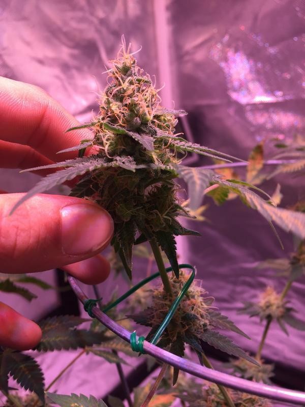 EA58_F748-7796-4_AA1-9044-54_B26_F613_B63