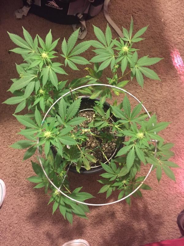 F2_BA02_B1-_F1_B6-4_E25-86_E0-6_C7_E5_F8_FCD2_B