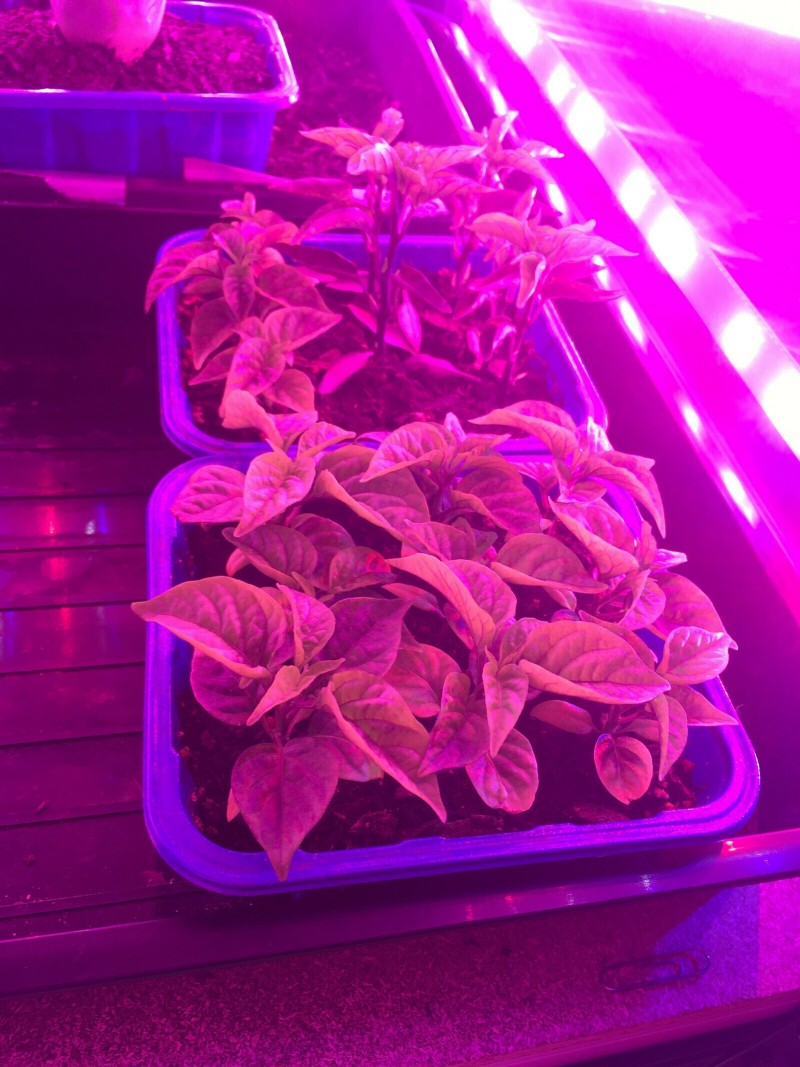 FC1FC264-3D09-4A12-8FC6-8091DC876991