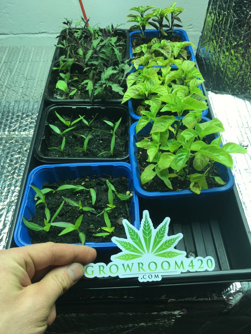 E3A398EA-5F78-4901-8FCF-B534DAE78E2E