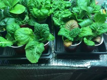 88A05376-1659-44E6-999E-931115A1C2CC