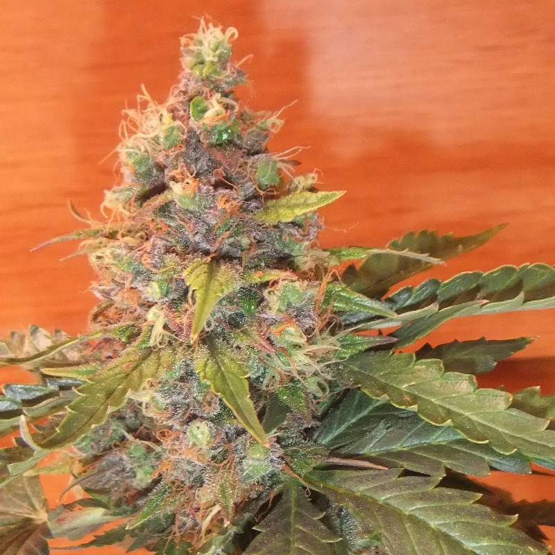 sugar black rose autoflower