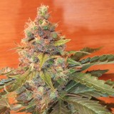 sugar black rose autoflower