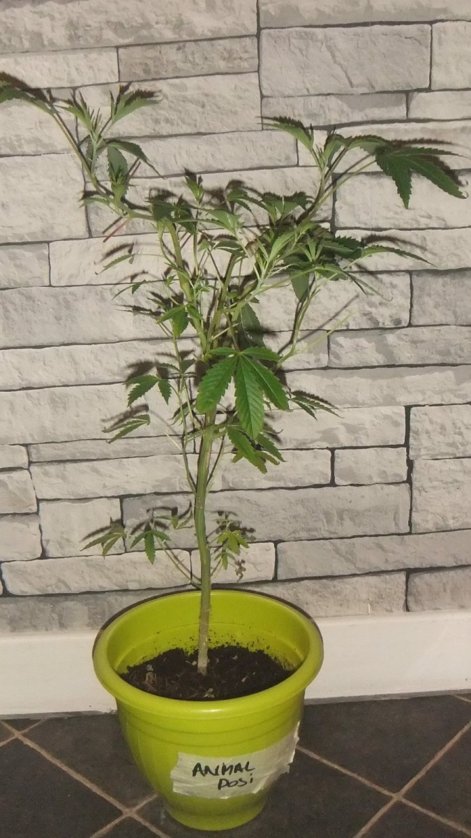 ripper seeds animal dosi