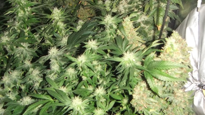 flowering tent old photo