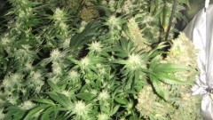 flowering tent old photo