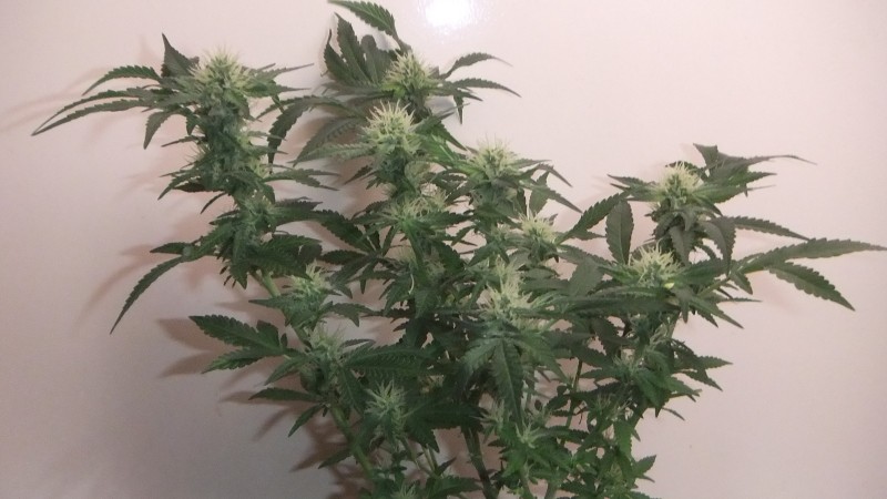 flowering plant (cant remember what strain )