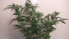 flowering plant (cant remember what strain )