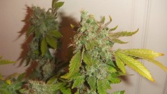 flowering plant (cant remember what strain )