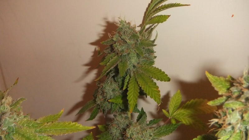 flowering plant (cant remember what strain )