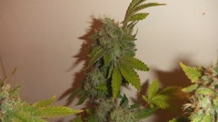 flowering plant (cant remember what strain )