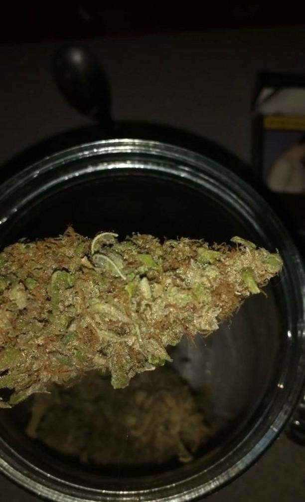 jack herer first ever grow