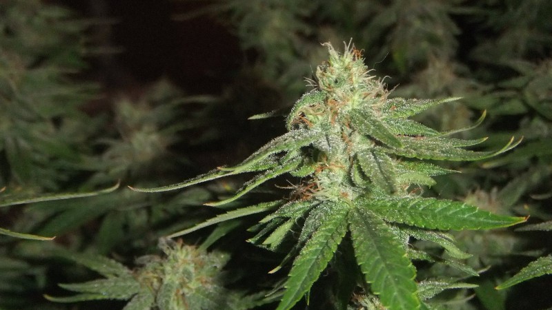 flowering plant (cant remember what strain )