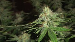 flowering plant (cant remember what strain )