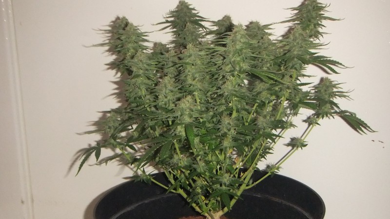 flowering plant (cant remember what strain )