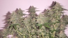 flowering plant (cant remember what strain )