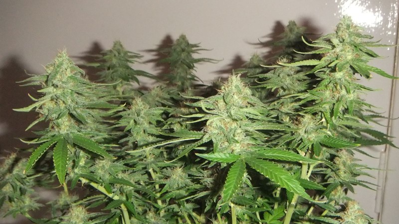 flowering plant (cant remember what strain )