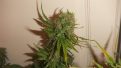 flowering plant (cant remember what strain )