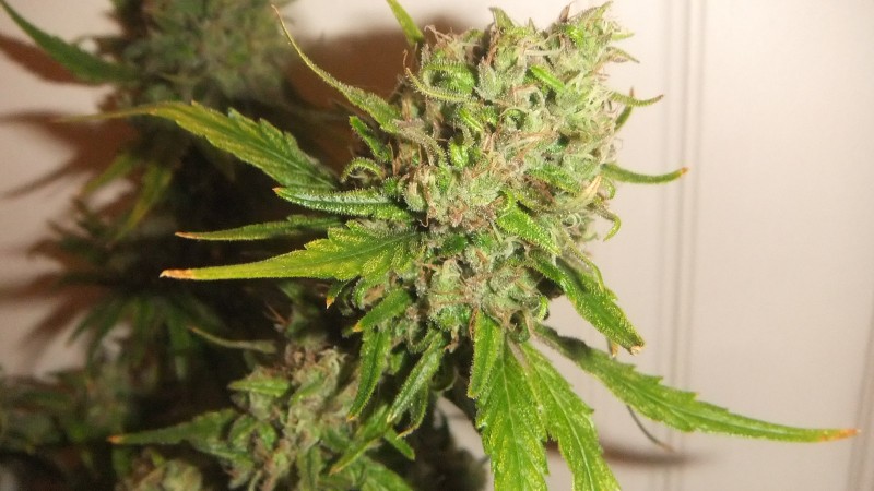 flowering plant (cant remember what strain )