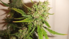 flowering plant (cant remember what strain )