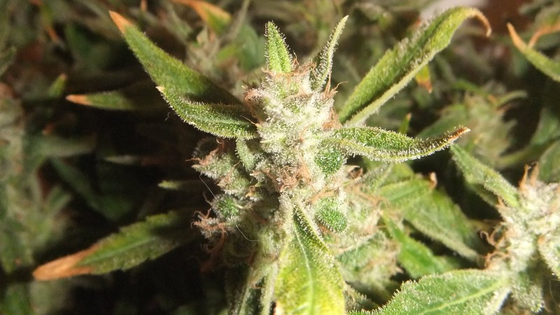 flowering plant (cant remember what strain )