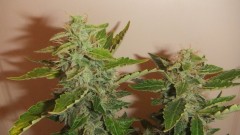 flowering plant (cant remember what strain )